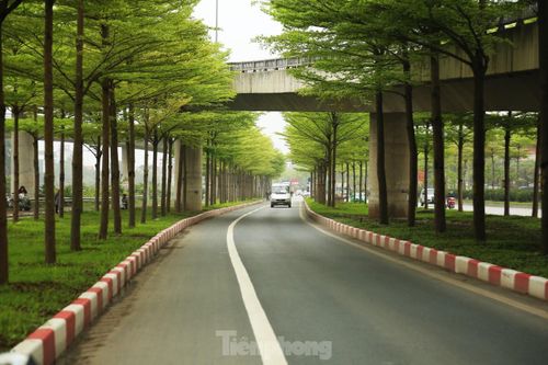 Ngắm những hàng bàng lá nhỏ thẳng tắp, xanh mơn mởn đẹp 'tựa châu Âu'