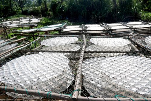 Hình ảnh nghề làm bánh tráng mì truyền thống trên đảo Phú Quý