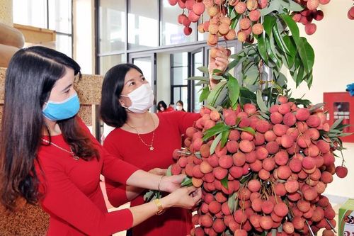 Bắc Giang lên kế hoạch đưa vải thiều sang Mỹ