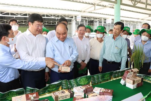 Chủ tịch nước thăm mô hình cánh đồng lúa của thành viên Tập đoàn PAN