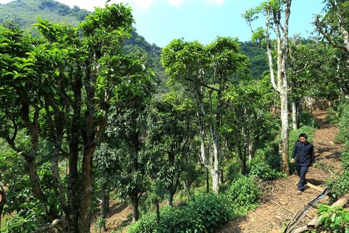 Điện Biên: Quần thể chè Shan tuyết được công nhận là cây di sản Việt Nam
