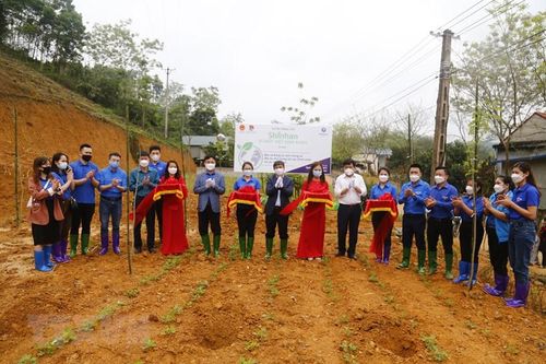 Tuyên Quang: Đoàn Thanh niên TTXVN trồng cây xanh tại xã Trung Yên