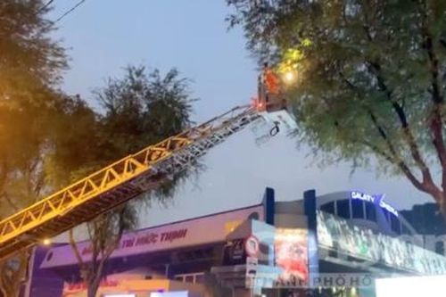 Cảnh sát PCCC TPHCM bắt tổ ong vò vẽ dài 1 mét ở gần trường học