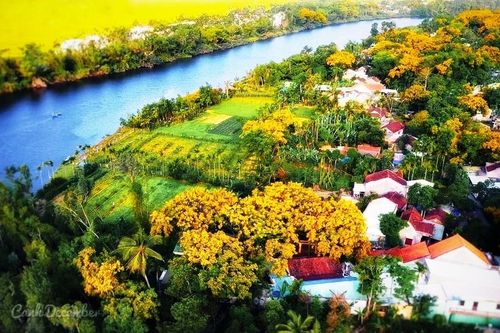 Nhiều hoạt động hấp dẫn tại lễ hội mùa hoa sưa Tam Kỳ