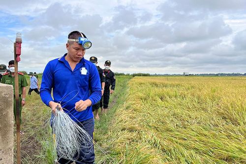An Giang: Dùng điện bẫy chuột gây chết người