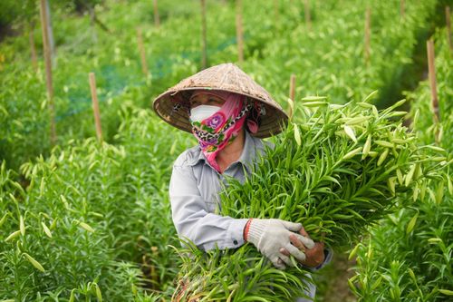 Người dân Tây Tựu tất bật thu hoạch hoa loa kèn nở sớm