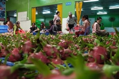 Chung tay gỡ khó cho doanh nghiệp xuất khẩu sang Trung Quốc