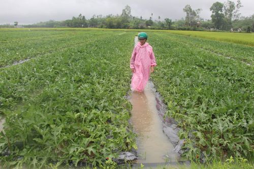 Quảng Nam, Quảng Ngãi: Mưa lớn gây thiệt hại nặng
