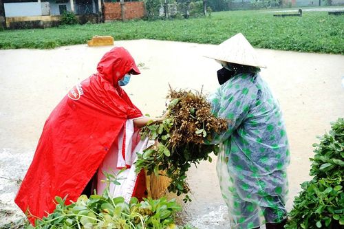 Quảng Nam: Mưa trái mùa nông dân thiệt hại nặng