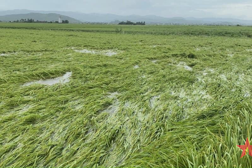 Tỉnh Quảng Ngãi triển khai khắc phục diện tích cây trồng bị ngập úng, ngã đổ