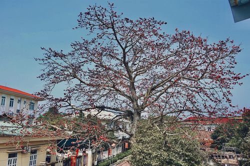 Cây gạo 'sống' gần 2 thế kỷ trên quê hương Đại thi hào Nguyễn Du