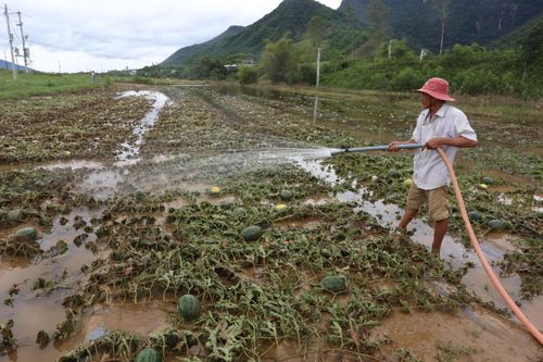Tan nát ruộng dưa bên dòng sông Vu Gia