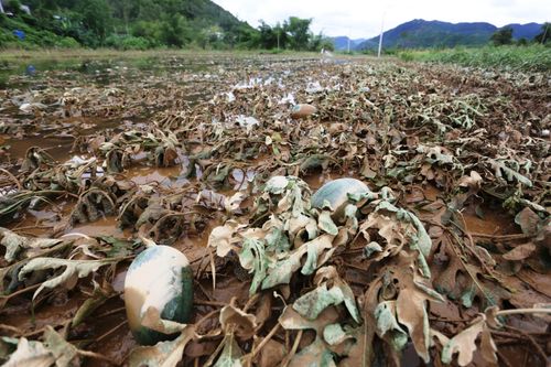 Quảng Nam: Nỗi đau của người trồng dưa bên dòng sông Vu Gia