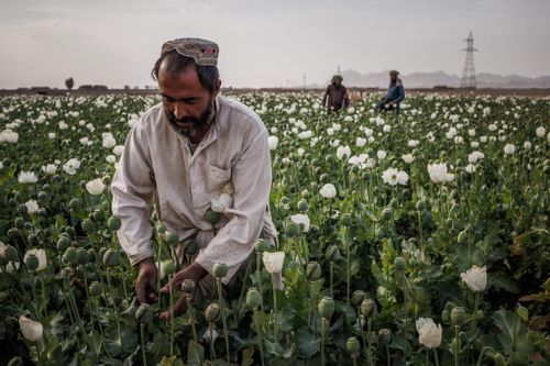 Taliban cấm trồng cây thuốc phiện