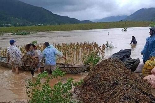 Nông dân Quảng Trị điêu đứng vì trận mưa lũ bất thường