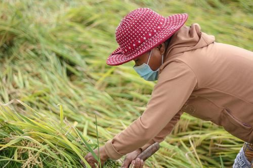 Lúa ngã rạp đồng, nông dân tranh thủ gặt sau đợt mưa lớn bất thường