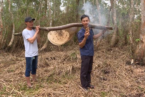 Độc đáo nghề 'ăn ong' ở U Minh Hạ