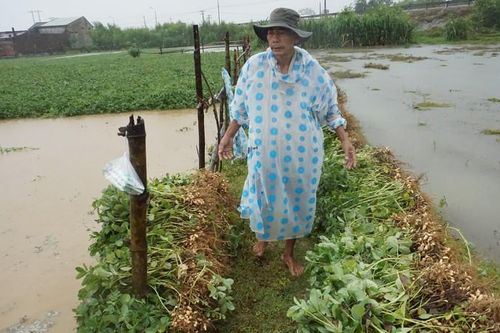 Nông dân Quảng Nam trắng tay trong phút chốc vì đợt mưa bất thường