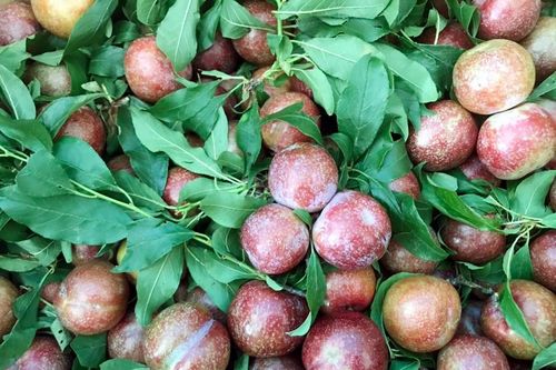 Hoa quả đầu mùa có giá cao vẫn hút khách