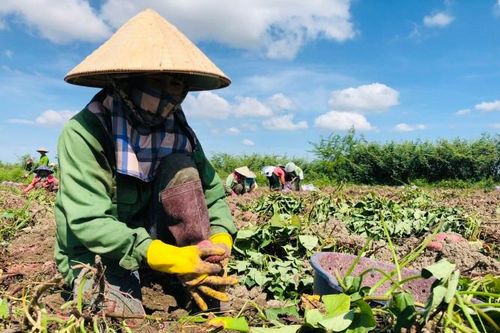 Gia Lai: Nông dân lo lắng vì khoai lang mất giá 50%