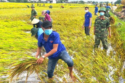 Lội ruộng giúp người dân gặt lúa
