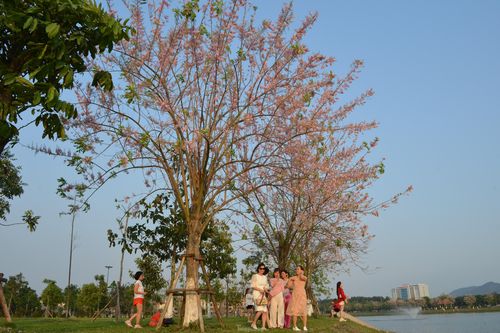 Ngắm 'rừng' đỗ mai hồng rực, đẹp hút hồn thu hút giới trẻ ở Bắc Ninh