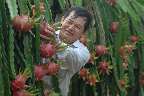 HTX giúp nông dân xóa bỏ tư duy 'đèn nhà ai nhà ấy rạng'