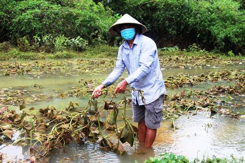 Quảng Nam, Quảng Ngãi: Vực dậy ruộng đồng sau đợt mưa trái mùa