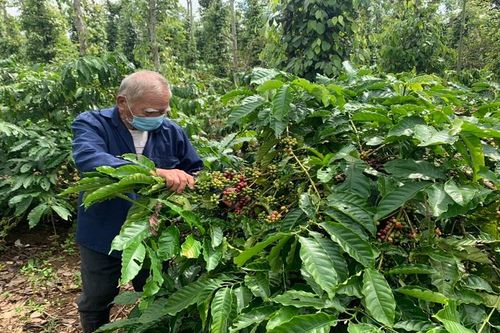 Đẩy mạnh sử dụng phân bón, thuốc bảo vệ thực vật an toàn, hiệu quả, trách nhiệm ở Tây Nguyên