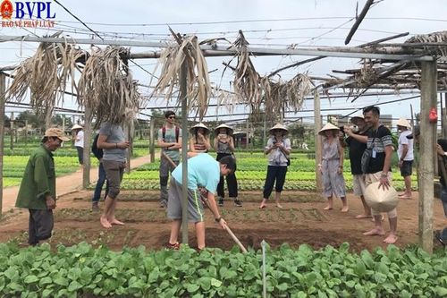 Nghề trồng rau Trà Quế được công nhận di sản văn hóa phi vật thể quốc gia
