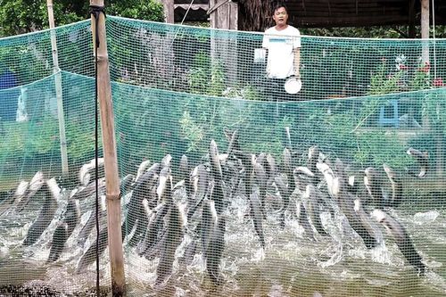 Dạy cá bú bình và làm xiếc