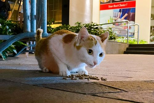 Tranh cãi việc chung cư yêu cầu cư dân không cho mèo hoang ăn