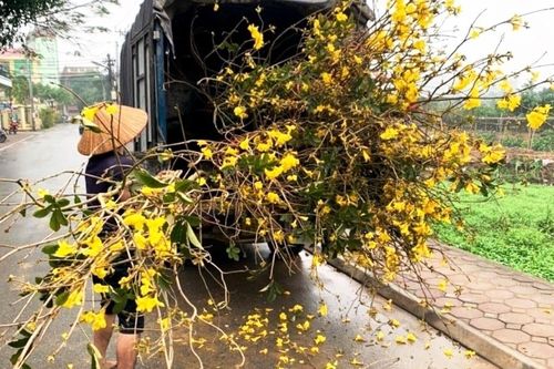 Hoa phong linh vàng rực gây 'sốt': Cục Bảo vệ thực vật nói gì về nguồn gốc?