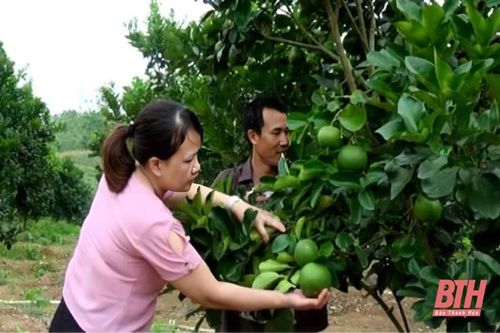 Phát huy hiệu quả các mô hình kinh tế hộ gia đình