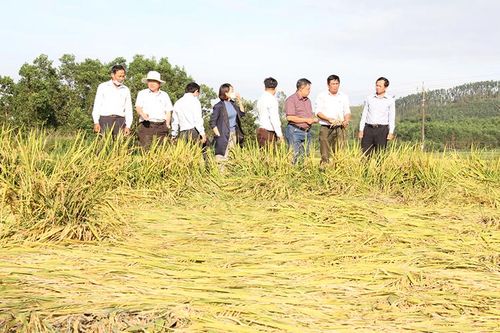 Quảng Ngãi đề nghị hỗ trợ khẩn cấp giống lúa, rau để sớm khôi phục sản xuất
