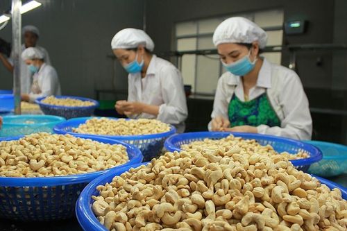 Thông tin mới nhất về vụ 100 container hạt điều xuất khẩu sang Italy