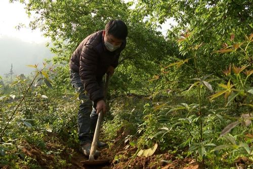 Rau sâm tưởng khó mà dễ trồng, nông dân hái ngọn bán, lãi 1,5-2 triệu/tuần