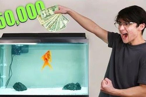 Lập trình viên kiếm lãi nhờ dùng cá vàng chọn mua chứng khoán