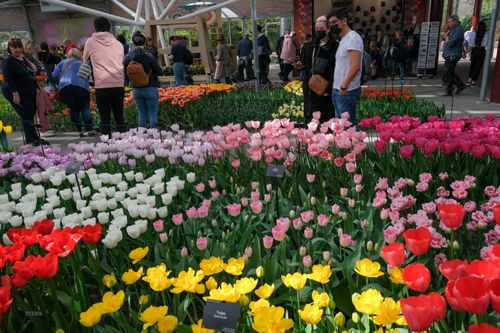 Mê đắm với thiên đường hoa tulip Keukenhof tại Hà Lan