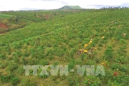 Đến năm 2025, tái canh và cải tạo 107.000 ha cà phê