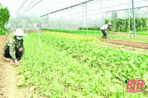 Thực hiện Nghị quyết số 04-NQ/HU của Ban Chấp hành Đảng bộ huyện Vĩnh Lộc: Bước chuyển mạnh mẽ trong sản xuất nông nghiệp