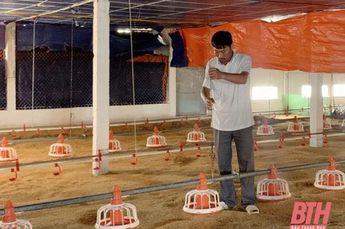 Đẩy mạnh liên kết trong chăn nuôi gia cầm