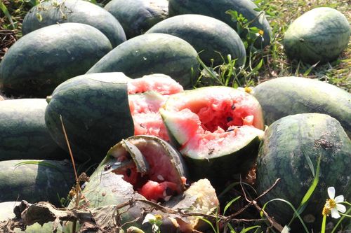 Quảng Nam: Hàng trăm ha dưa hấu bị hư hỏng nặng