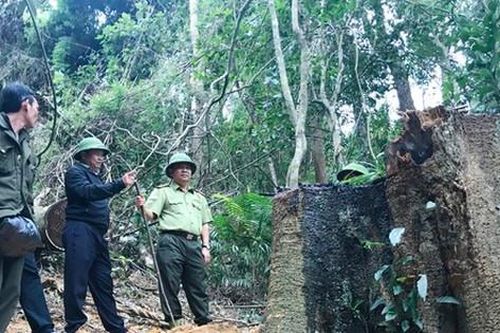 Bắt quả tang nhóm lâm tặc cưa hạ gần 19 mét khối gỗ
