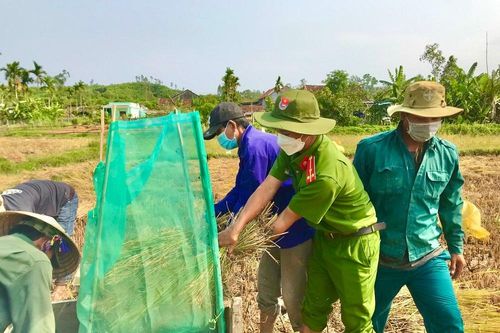 Đội nắng giúp người dân gặt lúa sau thiên tai dị thường