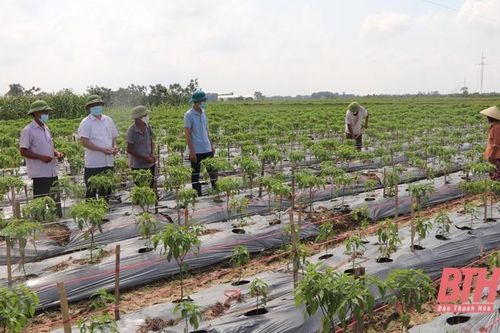 Đảng bộ huyện Thiệu Hóa thực hiện các chương trình trọng tâm, khâu đột phá