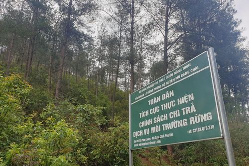 Yên Bái: Tỷ lệ che phủ rừng năm 2021 đạt 63%