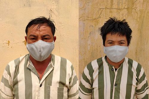 Khởi tố 3 'lâm tặc' đốn hạ 7 cây bằng lăng