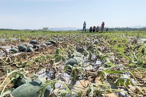 Người trồng dưa ở Quảng Nam thiệt hại lớn sau đợt mưa trái mùa