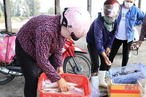 Ngư dân vùng cửa biển Hà Tĩnh liên tục 'trúng đậm' mực ống